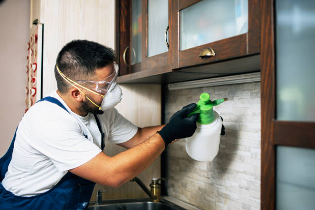 Best Wasp Removal Services  in Randolph Af, TX
