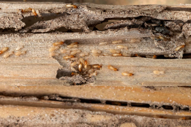 Best Best Pest Control Companies  in Randolph Af, TX