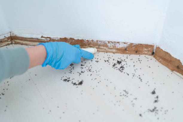 Best Pest Removal Services  in Randolph Af, TX